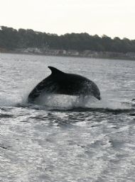 Dolphins off Chanory